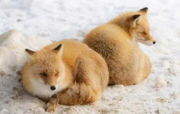 Ảnh đỉnh Langbiang